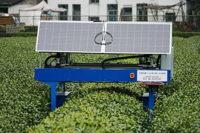 2024年我国乌龙茶品质与加工技术研究进展