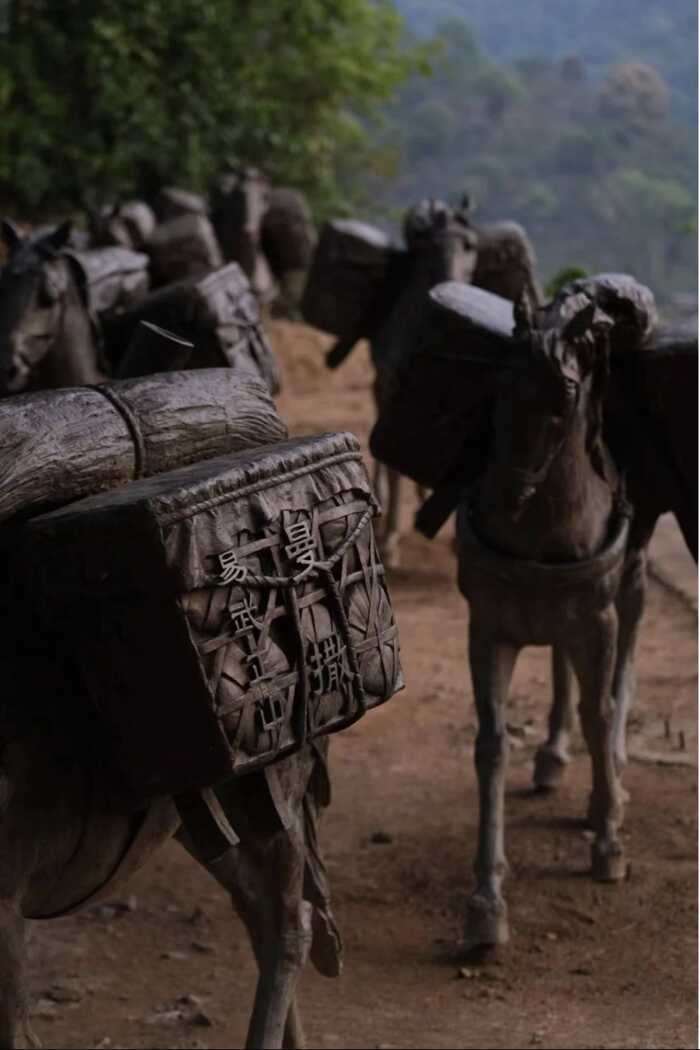 为什么普洱茶多为紧压茶？