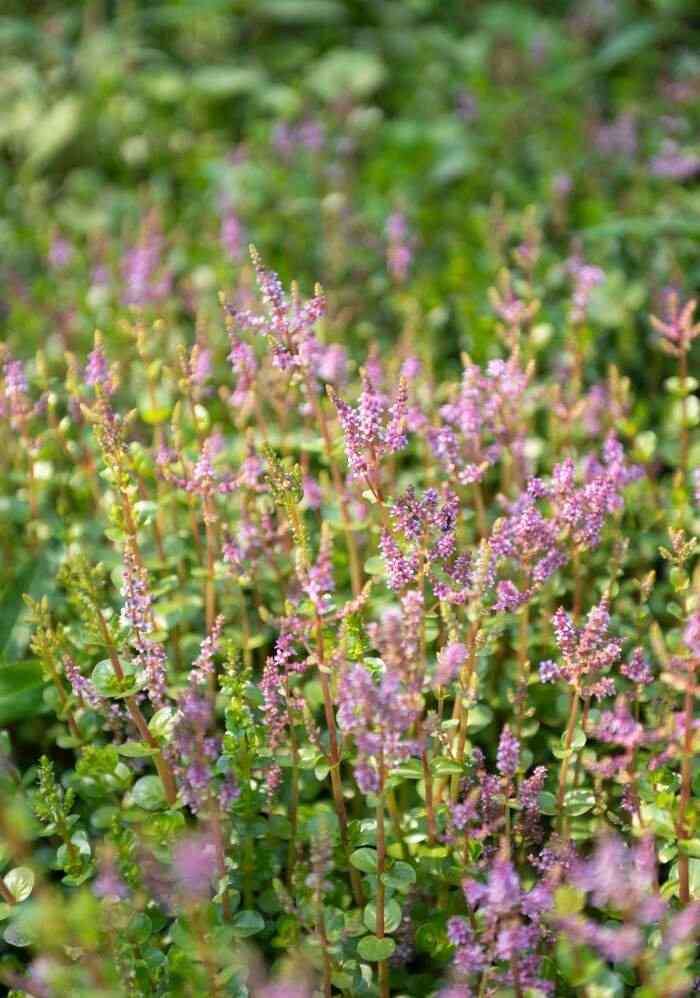 当我们在喝茶，我们究竟在喝什么？