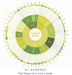 抹茶感官风味轮的构建及应用