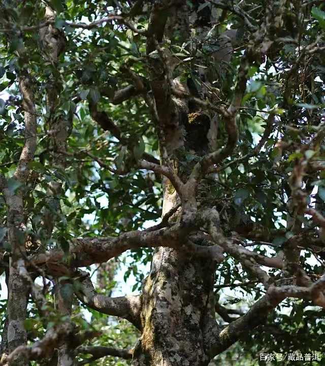 “布朗味”究竟是什么？为何备受推崇？2015年布朗臻味开汤鉴赏