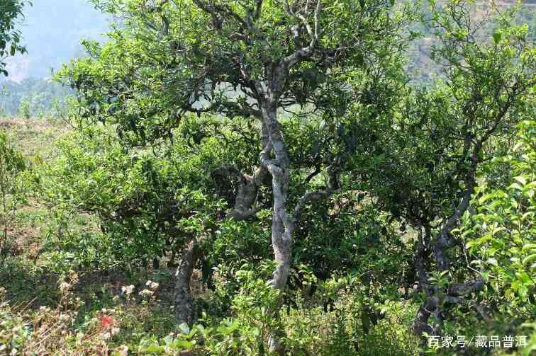 大雪山野生茶好喝吗？大雪山野生茶是真正的野生茶吗？为你揭秘