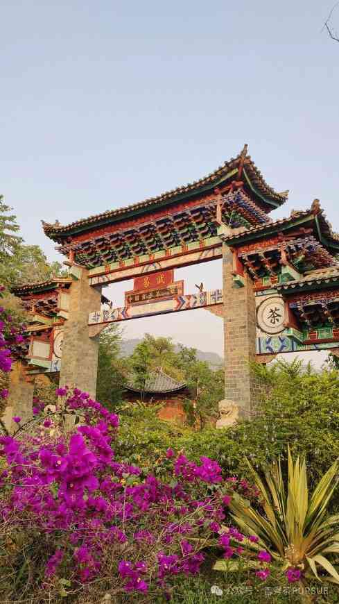 普洱三区鉴茶图鉴：解码思茅、版纳、临沧茶本质