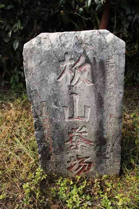 普洱三区鉴茶图鉴：解码思茅、版纳、临沧茶本质