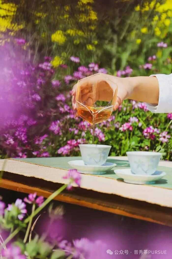 普洱三区鉴茶图鉴：解码思茅、版纳、临沧茶本质