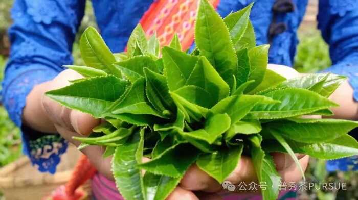 普洱三区鉴茶图鉴：解码思茅、版纳、临沧茶本质