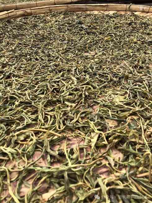 普洱三区鉴茶图鉴：解码思茅、版纳、临沧茶本质