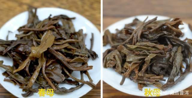 勐库戎氏母树茶好不好？经典2006年勐库戎氏春母、秋母对比