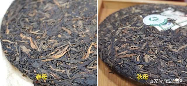 勐库戎氏母树茶好不好？经典2006年勐库戎氏春母、秋母对比