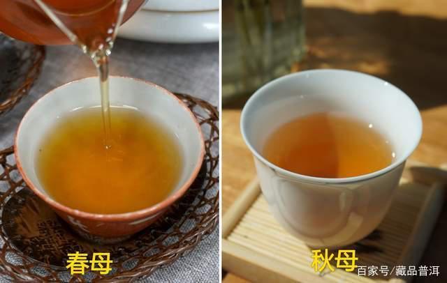 勐库戎氏母树茶好不好？经典2006年勐库戎氏春母、秋母对比