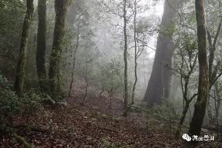 解析临沧茶区：勐库十八寨，寨寨出好茶，冰岛茶何以冠绝天下？