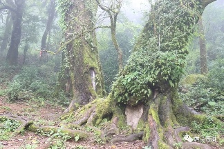 解析临沧茶区：勐库十八寨，寨寨出好茶，冰岛茶何以冠绝天下？
