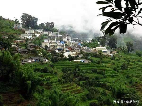 山头古树茶力压品牌茶，二者拉锯致部分市场混乱，茶友应如何抉择