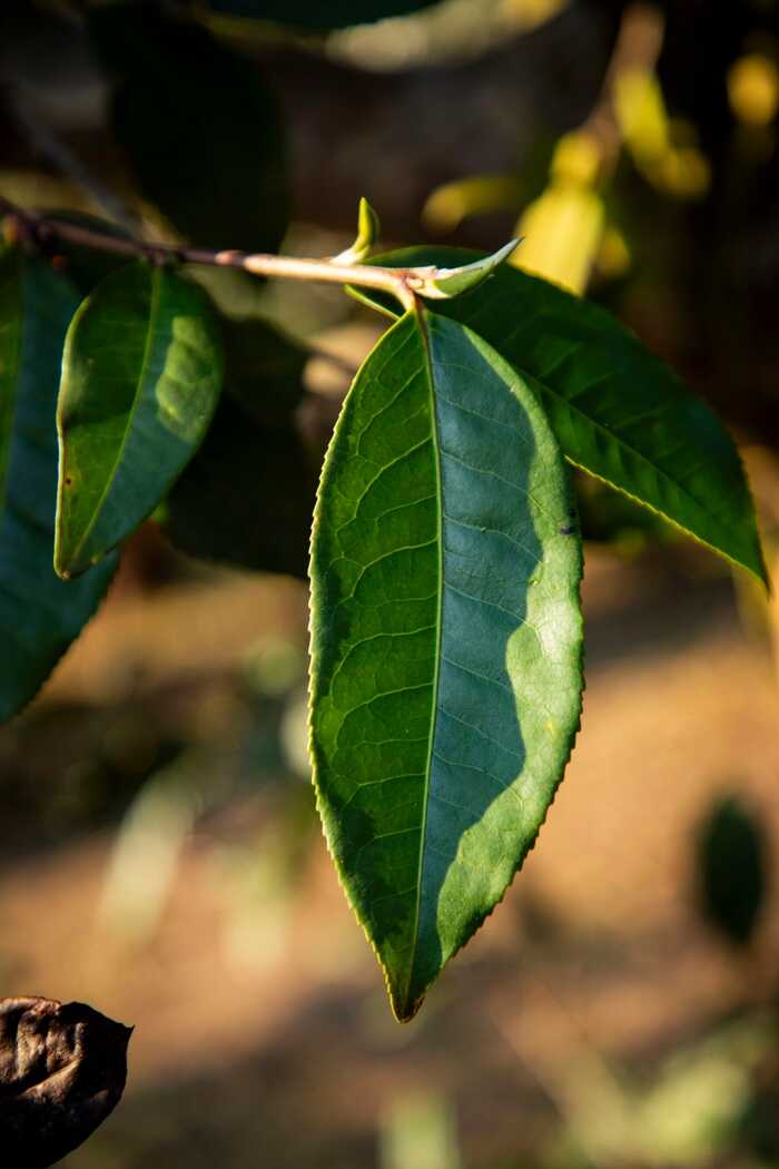 茶多酚，到底是什么？不同茶类的茶多酚对身体的影响居然差别这么大！