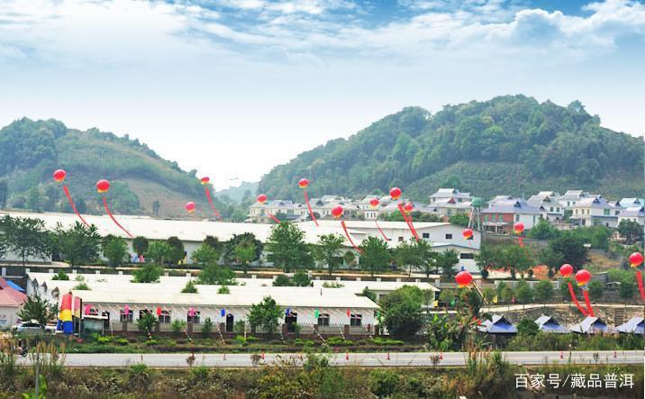 兴海茶厂经典班章茶系列：06野生班章王，一定要试试的中期班章茶