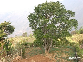 2003年何仕华景迈千年古树茶，业界公认的景迈茶标杆，何仕华配制