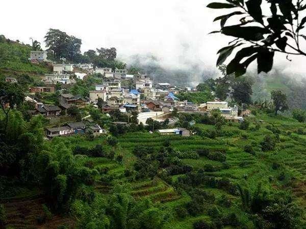 冰岛普洱茶有何魅力？冰岛普洱茶价格如何？老茶客纯经验解析