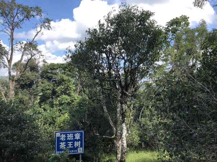 2000-2004年班章大白菜：普洱茶界的耀眼名片，长居霸主地位