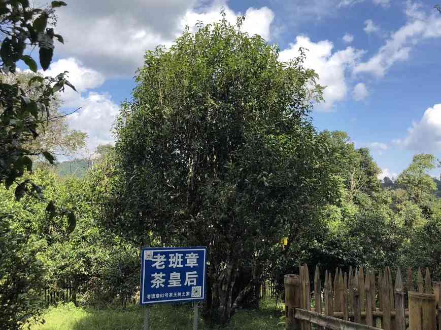 2000-2004年班章大白菜：普洱茶界的耀眼名片，长居霸主地位