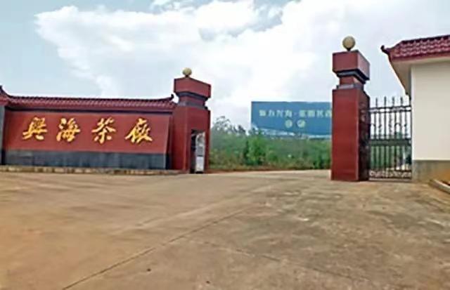 2000-2004年班章大白菜：普洱茶界的耀眼名片，长居霸主地位