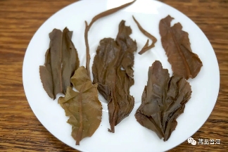 06年勐库母树茶春母，早年冰岛料压制，到底好不好？开汤审评来了
