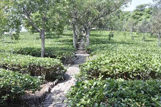 普洱茶投资分析：同一片产区味道不同 真相其实很复杂