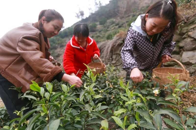 2025春茶采摘时间表一览