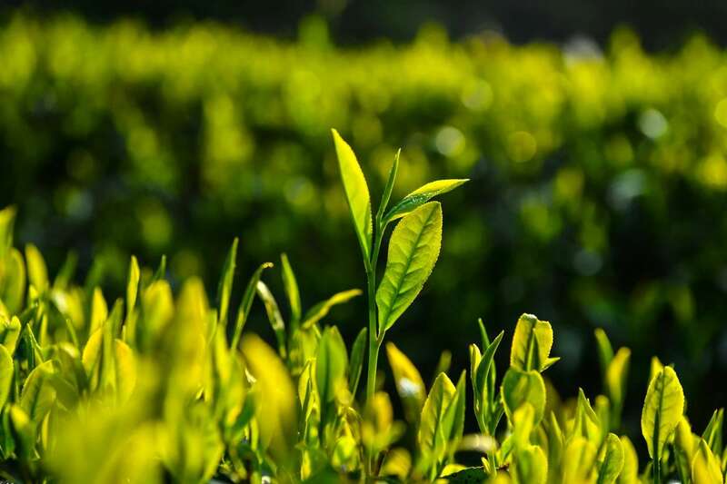 2025春茶采摘时间表一览