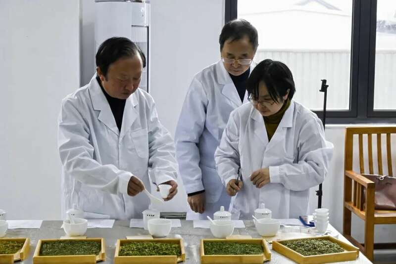 第二届“纳溪特早茶杯” 斗茶大赛：茶香四溢，共鉴匠心