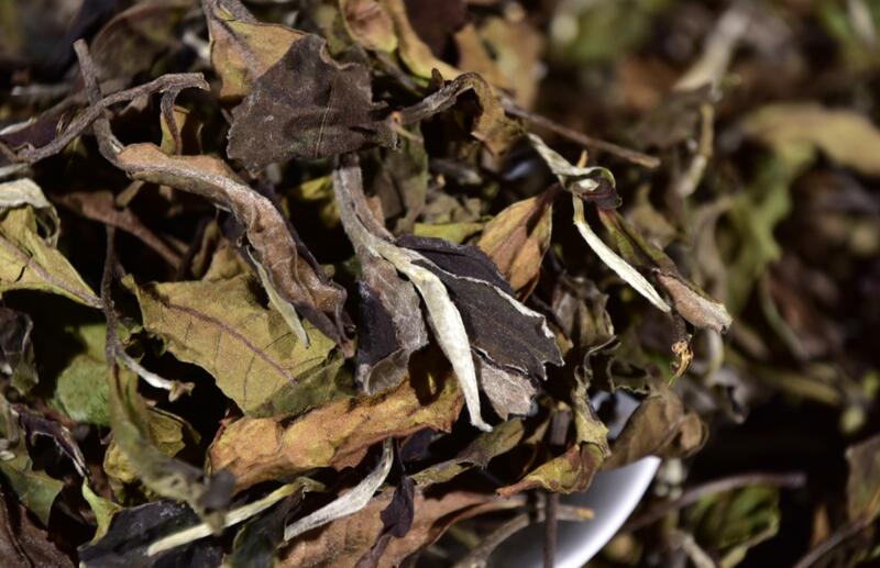 2024年滑竹梁子大树白茶