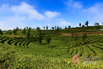 勐撒镇茶叶产业以 “合” 为刃实现破局