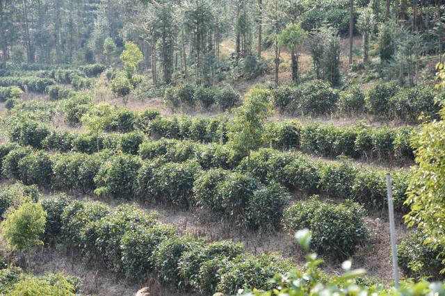 普洱茶投资分析：事关2025名山茶 我是这么看的