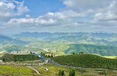 春茶抢鲜时　勉县多措并举全力做好春茶备产