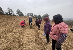 春茶抢鲜时　勉县多措并举全力做好春茶备产