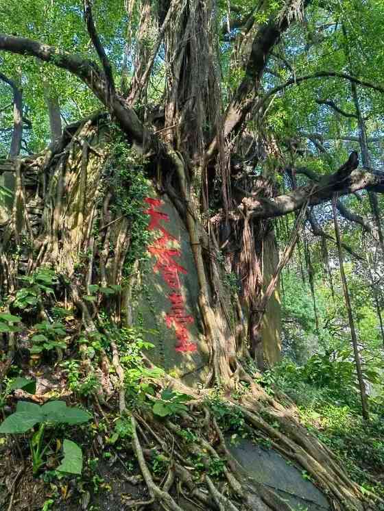 福州茉莉花茶：列作人间第一香