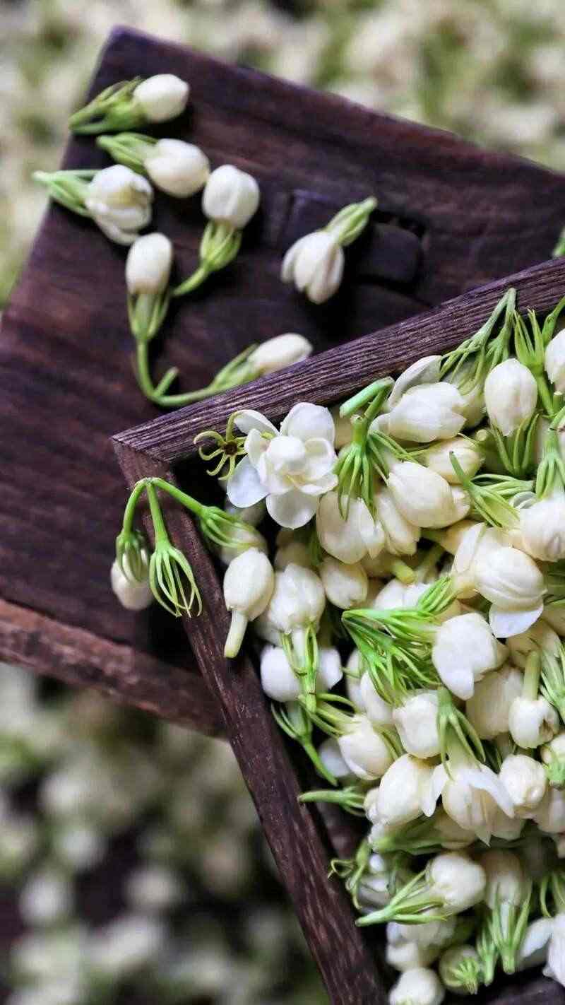 福州茉莉花茶：列作人间第一香