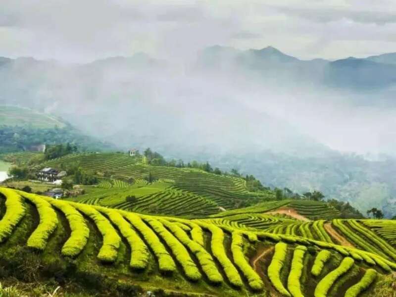 福州茉莉花茶：列作人间第一香