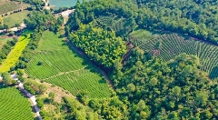 以茶换房再入市，2025再掀茶叶热？