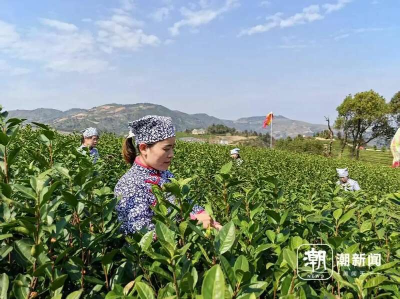 有人月入过万！又到泰顺采茶季…