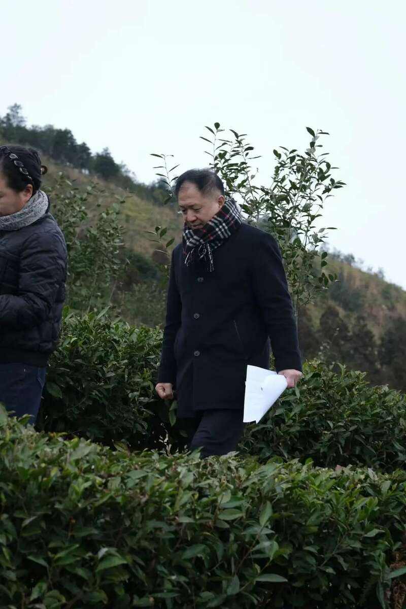 “生态既是责任也是承诺”   福鼎白茶共同组建生态茶园联谊平台