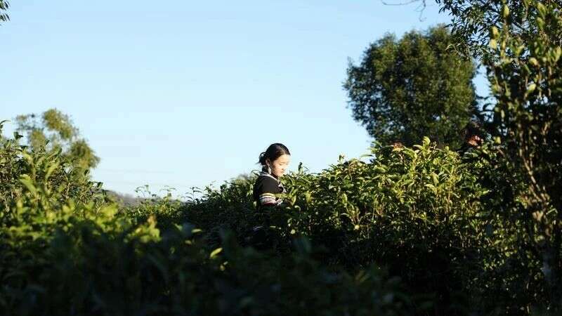 世界的普洱·中国的茶——普洱景迈山茶 非遗技艺制茶 赋能茶产业发展