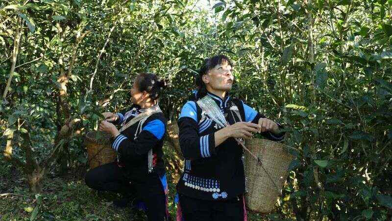 世界的普洱·中国的茶——普洱景迈山茶 非遗技艺制茶 赋能茶产业发展