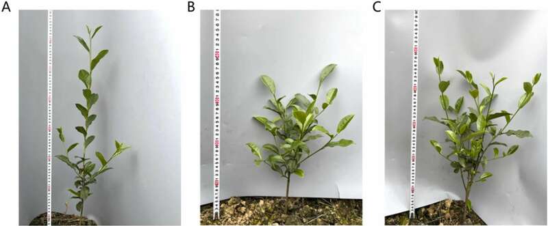 川农大茶学系：转录组学揭示打顶处理对茶树幼苗生长的影响