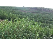 春茶“乌牛早”率先开采，今年的新茶市场如何？