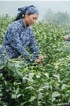 春茶“乌牛早”率先开采，今年的新茶市场如何？