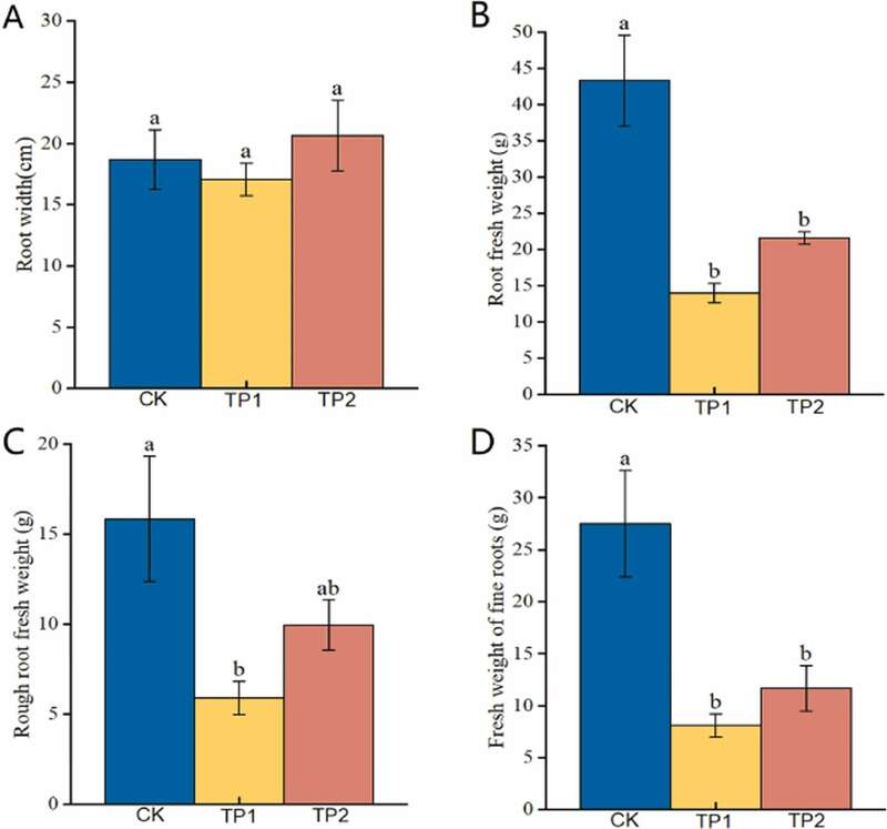 川农大茶学系：转录组学揭示打顶处理对茶树幼苗生长的影响