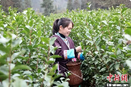 广西三江：雨水时节采茶忙