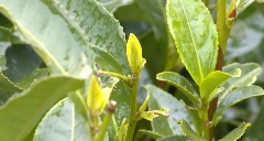 杭州：西湖龙井部分萌芽 3月中旬有望开采