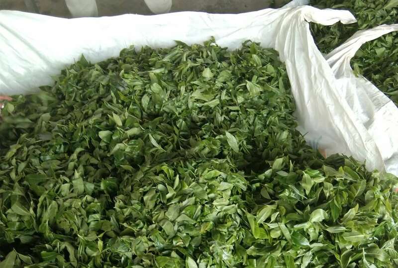 2025年山头茶：名优古树春茶被抢光，大量中小树积压或沦落直播间！