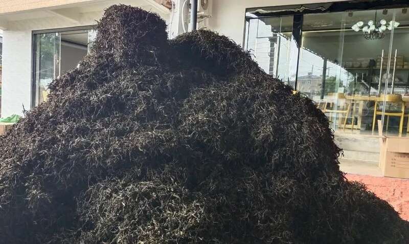 2025年山头茶：名优古树春茶被抢光，大量中小树积压或沦落直播间！